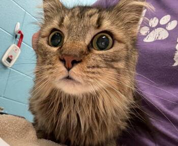 Delilah -  Domestic Long Hair Cat for Adoption in Frankfort, Kentucky - Delilah | PetCurious