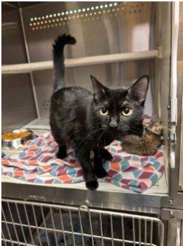 Etta -  Domestic Short Hair Cat for Adoption in Raleigh, North Carolina - Etta | PetCurious