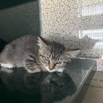 Rescue Domestic Short Hair Cats for Adoption in Springtown, Texas - Raggedy Ann | PetCurious