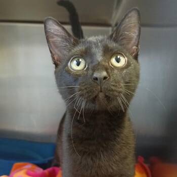 Frog -  Domestic Short Hair Cat for Adoption in Galveston, Texas - Frog | PetCurious