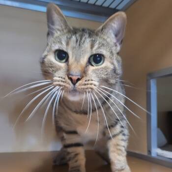 Rescue Domestic Short Hair Cats for Adoption in Chesapeake, Virginia - Sunni | PetCurious