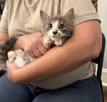Nimbus (Available for pre-adoption) -  Domestic Long Hair Cat for Adoption in Camden, South Carolina - Nimbus (Available For Pre-adoption) | PetCurious