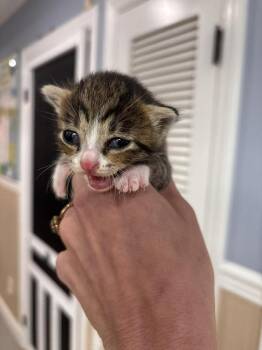 Shanti -  Domestic Short Hair Cat for Adoption in Statesboro, Georgia - Shanti | PetCurious