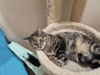 Tabby Cats Available for Adoption - Selena | PetCurious
