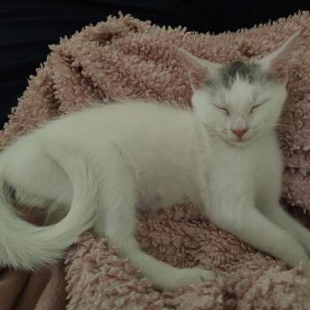 Nimbus C70335 -  Domestic Short Hair Cat for Adoption in Minnetonka, Minnesota - Nimbus C70335 | PetCurious