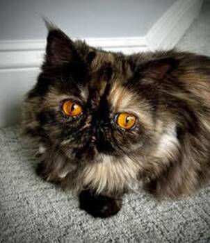 BETTINA -  Persian Cat for Adoption in Albany, New York - BETTINA | PetCurious