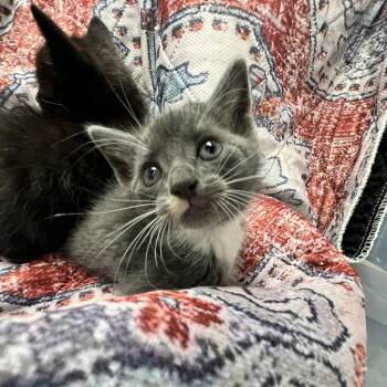 Rescue Domestic Short Hair Cats for Adoption in Lawrenceville, Georgia - Duvalin | PetCurious