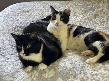 Minnie Momma -  Domestic Short Hair Cat for Adoption in Ballwin, Missouri - Minnie Momma | PetCurious