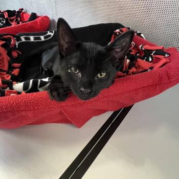 Eleven -  Domestic Short Hair Cat Available for Adoption in Sarasota, Florida - Eleven | PetCurious