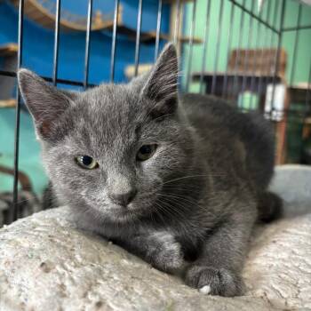 Blue -  Domestic Short Hair Cat for Adoption in Marion, Virginia - Blue | PetCurious