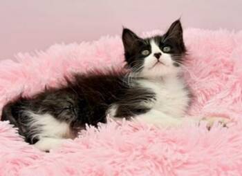 Dauphine -  Ragdoll Cat for Adoption in Covington, Louisiana - Dauphine | PetCurious