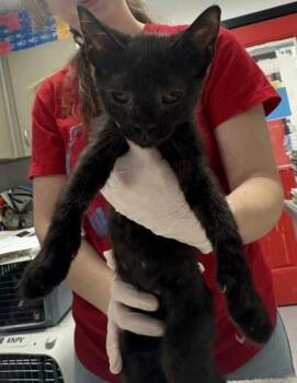 Squishy -  Domestic Short Hair Cat for Adoption in West Chester, Pennsylvania - Squishy | PetCurious