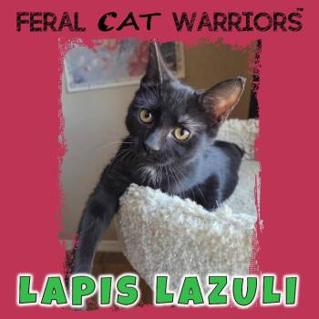 Lapis Lazuli -  Domestic Short Hair Cat for Adoption in Squamish, British Columbia - Lapis Lazuli | PetCurious