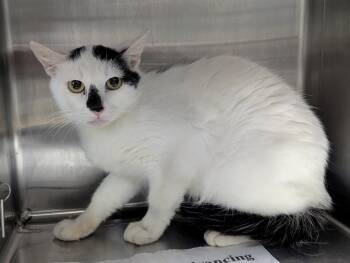 Orca -  Domestic Medium Hair Cat for Adoption in Springfield, Illinois - Orca | PetCurious