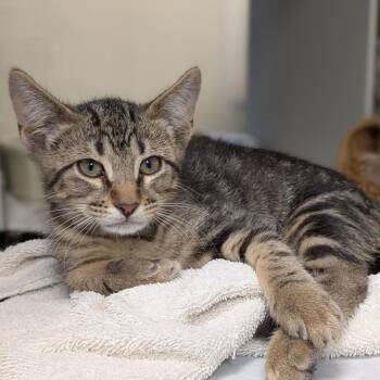 Lonestar -  Domestic Short Hair Cat for Adoption in Buchanan Dam, Texas - Lonestar | PetCurious