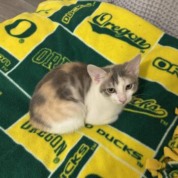 Dilute Calico Cats Available for Adoption - Sandy | PetCurious