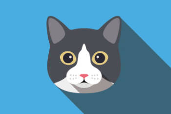 Rescue Domestic Short Hair Cats for Adoption in Evansville, Indiana - Champ | PetCurious