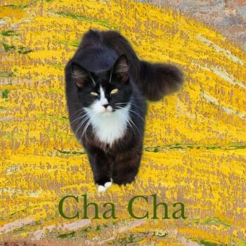 Rescue Domestic Long Hair Cats for Adoption in Nashville, Georgia - Cha Cha | PetCurious