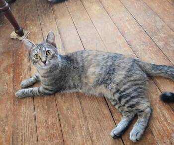 Domestic Short Hair Cats Available for Adoption - Speedy | PetCurious