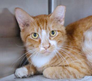 Zade (AO37471) -  Domestic Short Hair Cat for Adoption in Kansas City, Kansas - Zade (AO37471) | PetCurious
