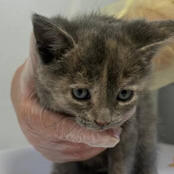 Catalina -  Domestic Short Hair Cat for Adoption in Taos, New Mexico - Catalina | PetCurious