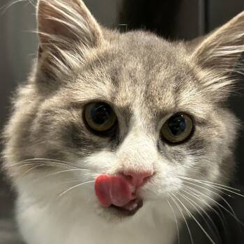 Idris -  Domestic Long Hair Cat for Adoption in Chattanooga, Tennessee - Idris | PetCurious