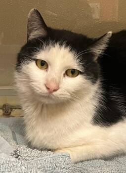 Domestic Short Hair Cats Available for Adoption - Echo | PetCurious