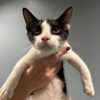 Lotus Root -  Domestic Short Hair Cat for Adoption in Chattanooga, Tennessee - Lotus Root | PetCurious
