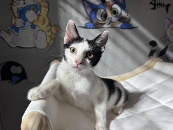 Byte (Available for adoption October 2026) -  Tuxedo Cat for Adoption in Clarksville, Virginia - Byte (Available For Adoption October 2026) | PetCurious