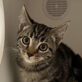 Rescue Domestic Short Hair Cats for Adoption in Santa Ana, California - Serena | PetCurious