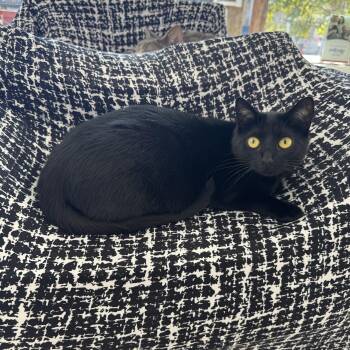 Rescue Domestic Short Hair Cats for Adoption in Ponchatoula, Louisiana - Noodle | PetCurious