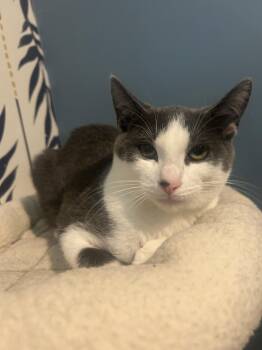 Rescue Domestic Short Hair Cats for Adoption - Bruce 0425 | PetCurious