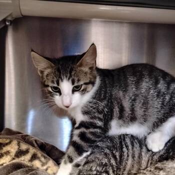 Ultimate Taco -  Domestic Short Hair Cat for Adoption - Ultimate Taco | PetCurious