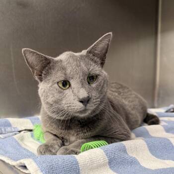 Domestic Short Hair Cats Available for Adoption in Auburn, Alabama - Wesley | PetCurious