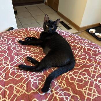Archie -  Domestic Short Hair Cat for Adoption in Port Barrington, Illinois - Archie | PetCurious