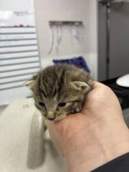 Kitten 4 -  Domestic Short Hair Cat for Adoption in Gastonia, North Carolina - Kitten 4 | PetCurious