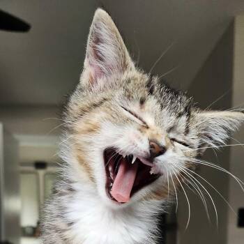 Freya -  Domestic Short Hair Cat for Adoption in South Euclid, Ohio - Freya | PetCurious
