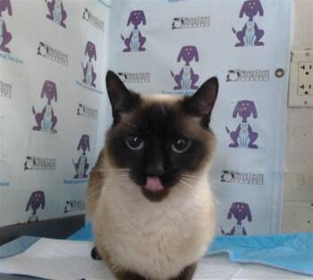 LUCI -  Siamese Cat for Adoption in Orlando, Florida - LUCI | PetCurious