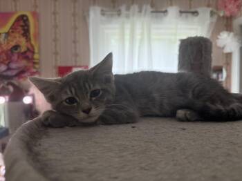 Rescue Domestic Short Hair Cats for Adoption in Clarksville, Tennessee - Badlands NP | PetCurious