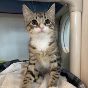Mog -  Domestic Short Hair Cat for Adoption in Warwick, Rhode Island - Mog | PetCurious