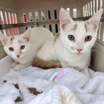 Domestic Short Hair Cats Available for Adoption in Toronto, Ontario - Mango | PetCurious