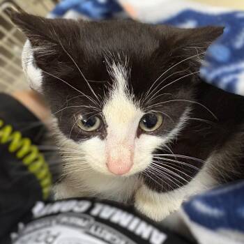 Georgie- 51992 -  Domestic Short Hair Cat for Adoption in Columbia, Maryland - Georgie- 51992 | PetCurious