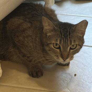 Boba -  Domestic Short Hair Cat for Adoption in Chaska, Minnesota - Boba | PetCurious