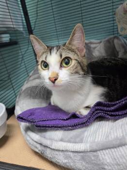 Delaware River -  Domestic Short Hair Cat for Adoption in Trenton, New Jersey - Delaware River | PetCurious