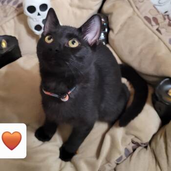 Poe -  Domestic Short Hair Cat for Adoption in Hudsonville, Michigan - Poe | PetCurious