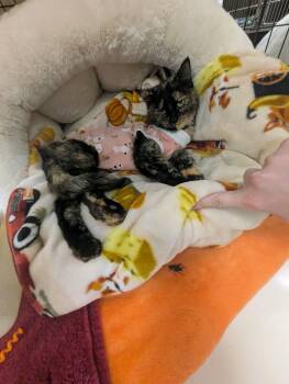 Minerva -  Tortoiseshell Cat for Adoption in Pueblo, Colorado - Minerva | PetCurious