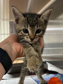 Tabby Cats Available for Adoption in Nacogdoches, Texas - The Little Baby | PetCurious