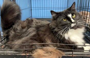 Bowser -  Domestic Long Hair Cat for Adoption in Ellijay, Georgia - Bowser | PetCurious