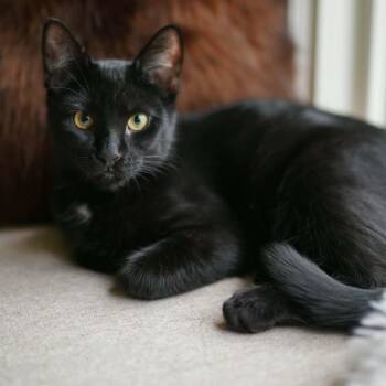 Mochi - Affectionate Boy -  Domestic Short Hair Cat for Adoption in Hamilton, Ontario - Mochi - Affectionate Boy | PetCurious