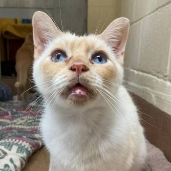 Oscar H -  Domestic Short Hair and Siamese Cat for Adoption in Los Angeles, California - Oscar H | PetCurious